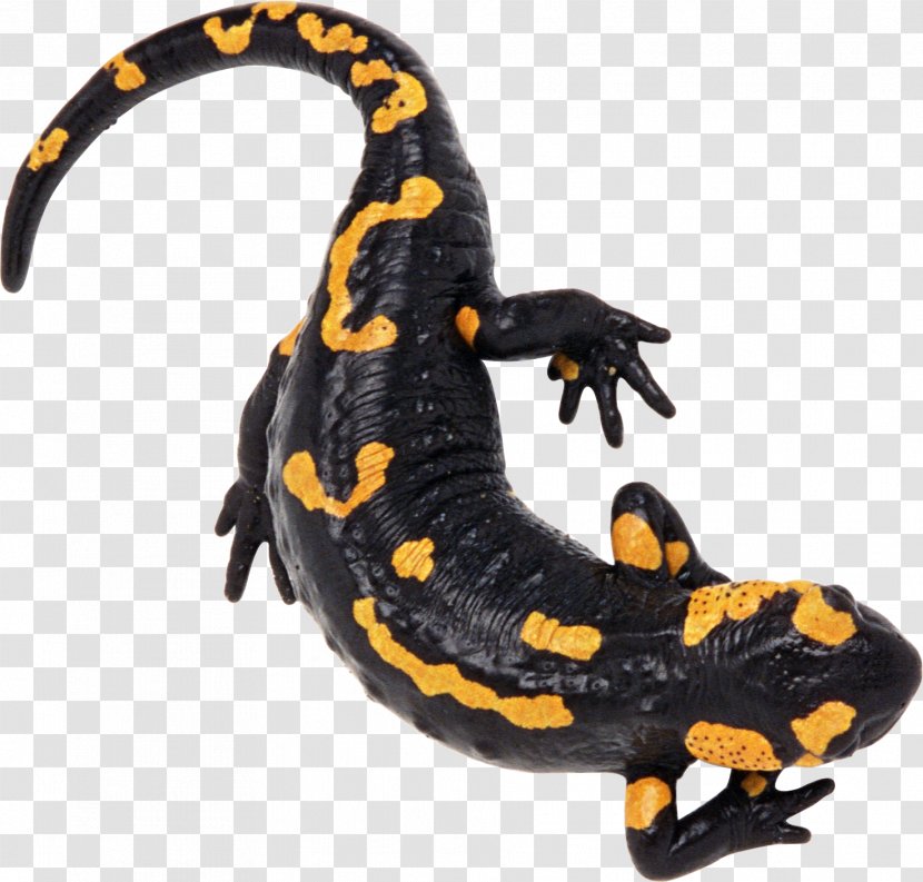 North African Fire Salamander Alpine Caucasian - Lizard Transparent PNG