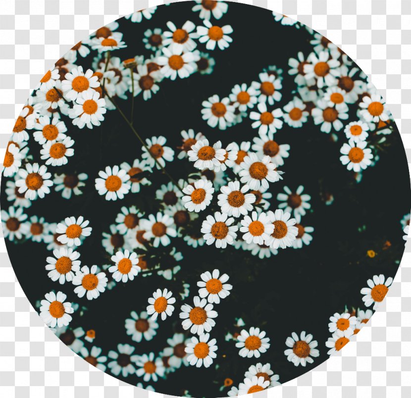 Floral Flower Background - Plate - Aster Porcelain Transparent PNG