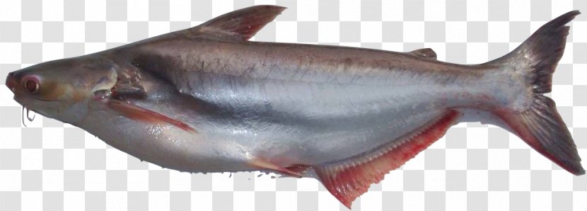 Iridescent Shark Fish Basa Food Clarias - Organism - Kolam Ikan Transparent PNG