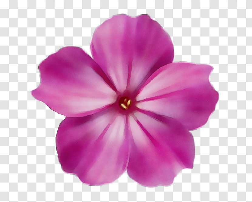Petal Pink Flower Violet Plant - Impatiens - Herbaceous Geranium Transparent PNG