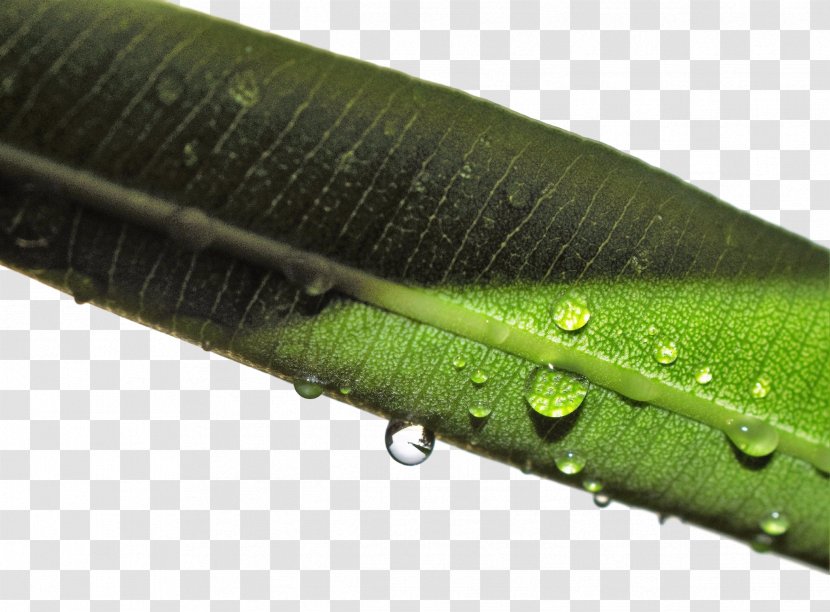 Moisture Close-up - Grass - Raindrops Material 13 0 1 Transparent PNG