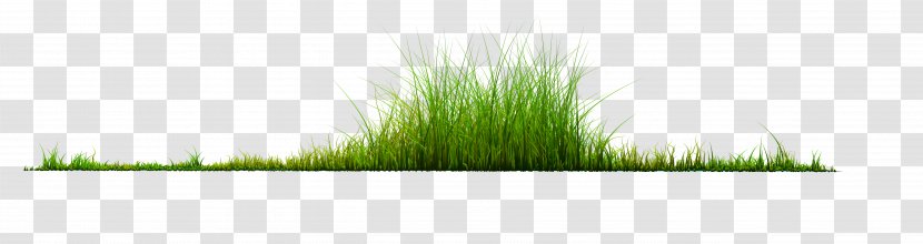 Plant Grass - Grasses Transparent PNG