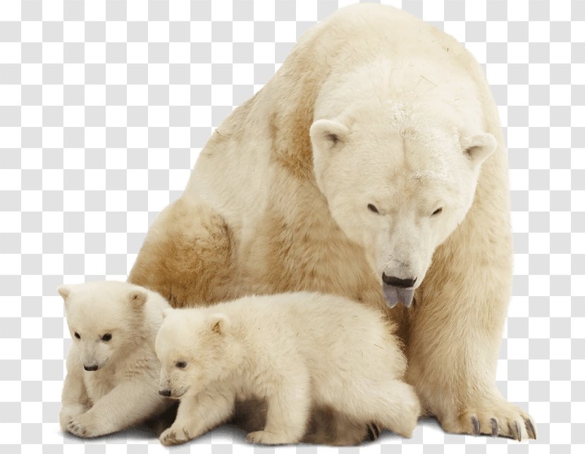 Polar Bear Stock Photography Arctic - Erp Transparent PNG