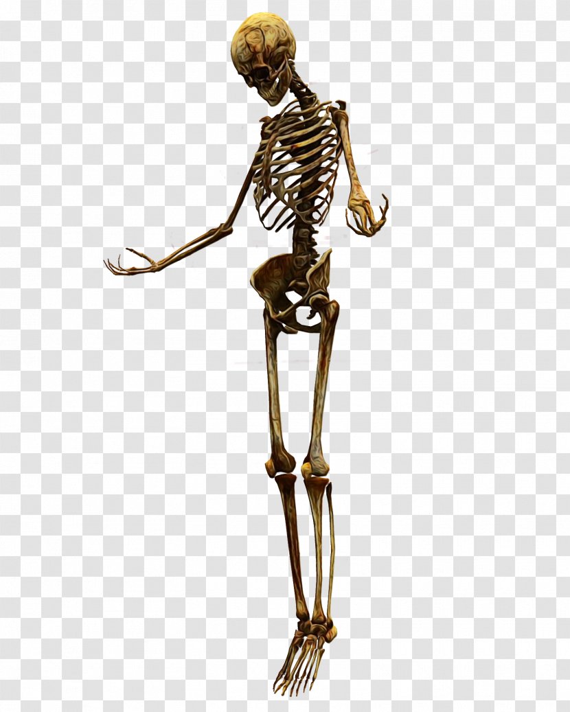 Skull Anatomy - Human Skeleton - Mannequin Metal Transparent PNG