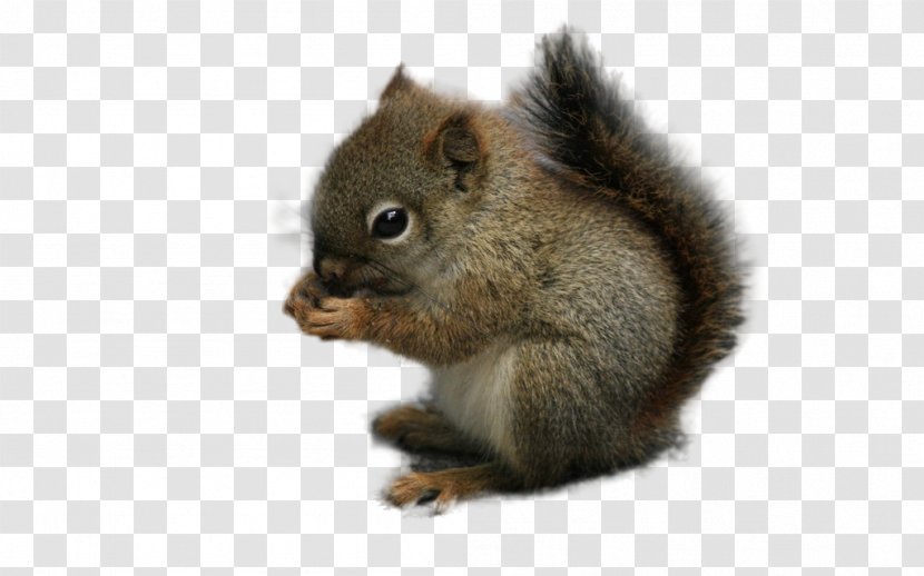 Squirrel Rodent Chipmunk Animal - Cuteness Transparent PNG