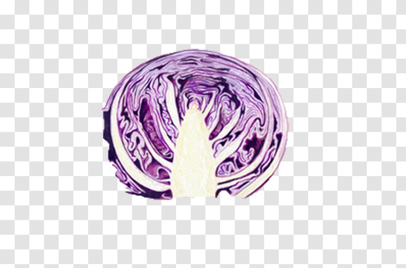 Red Cabbage Food Vegetable Purple Transparent PNG