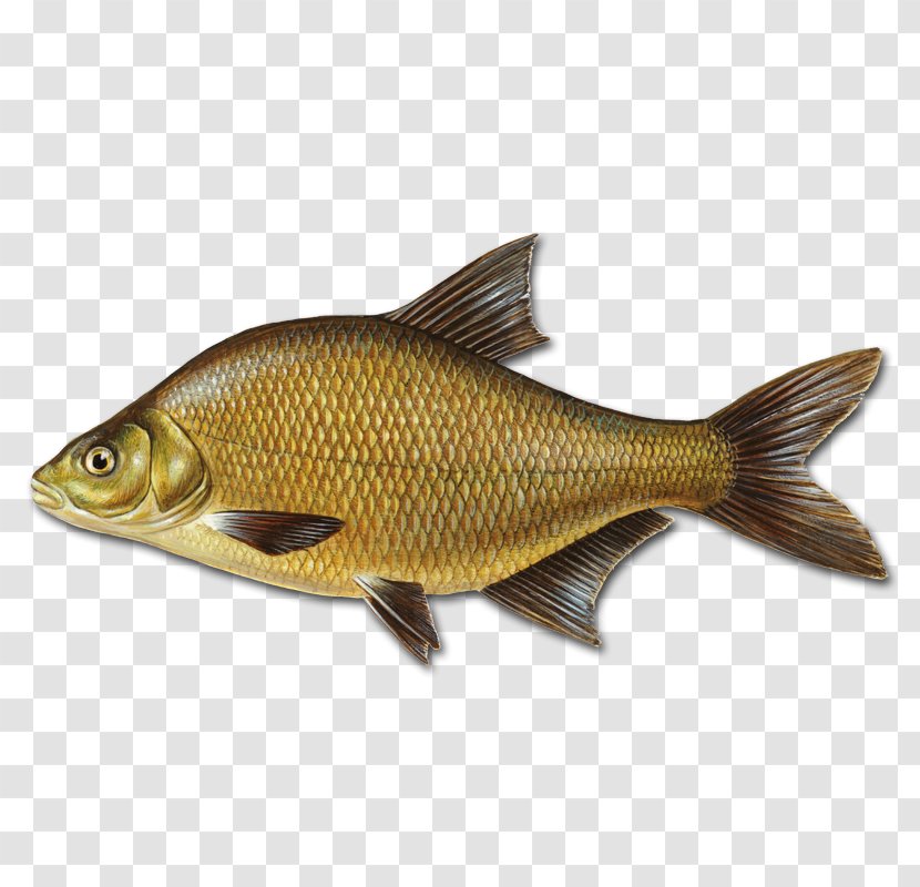Common Bream Fishing Angling - Fauna - Bifrost Transparent PNG