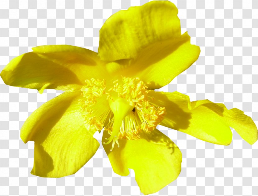 Close-up Common Evening-primrose Pollen - Flower - Flowering Plant Transparent PNG