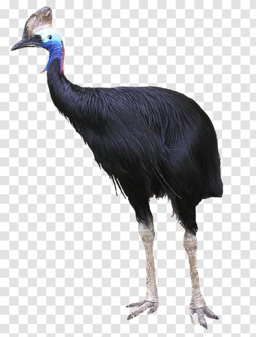 Common Ostrich Flightless Bird Southern Cassowary Australia - Festo - Colored Feathers Transparent PNG