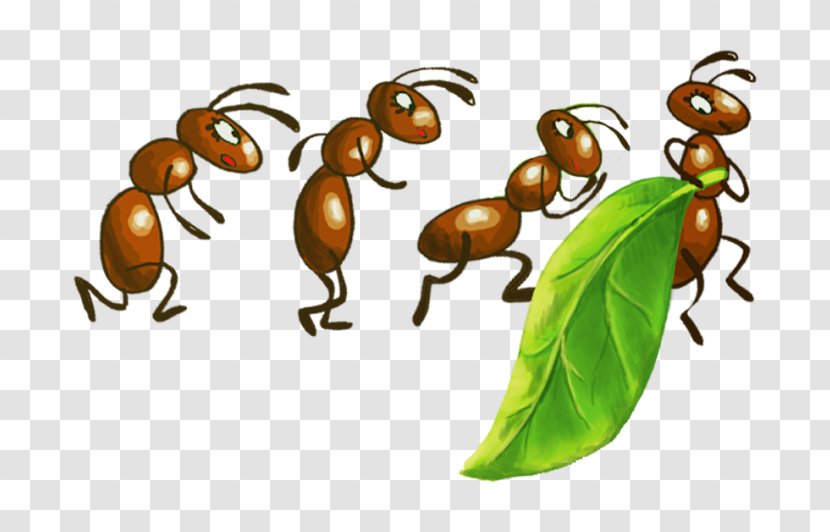 Beetle K2 Pollinator Fruit - Ant Transparent PNG