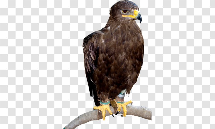 Bald Eagle Hawk Buzzard Beak Transparent PNG