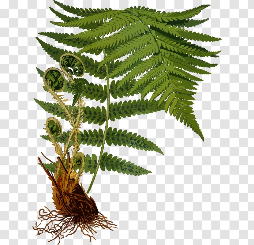 Dryopteris Filix-mas Erythrosora Fern Frond Plant - Sorus Transparent PNG