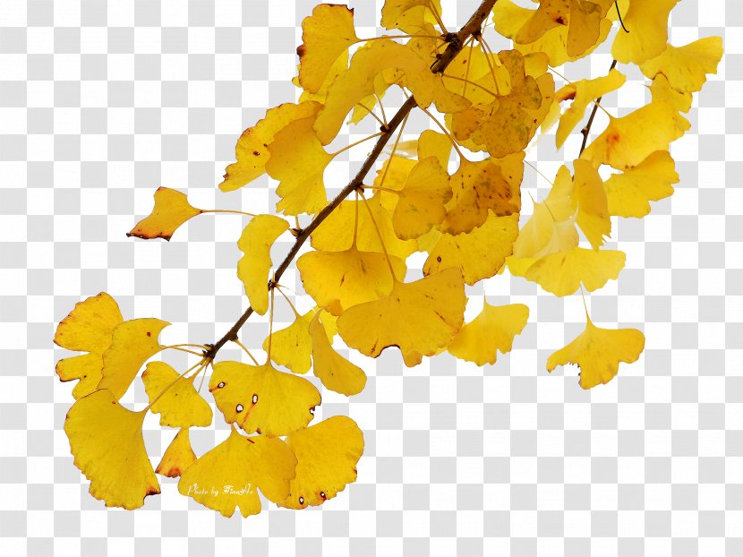 Ginkgo Biloba Leaf - Gold - Beautiful Jinhuang Feng Falling Leaves Transparent PNG