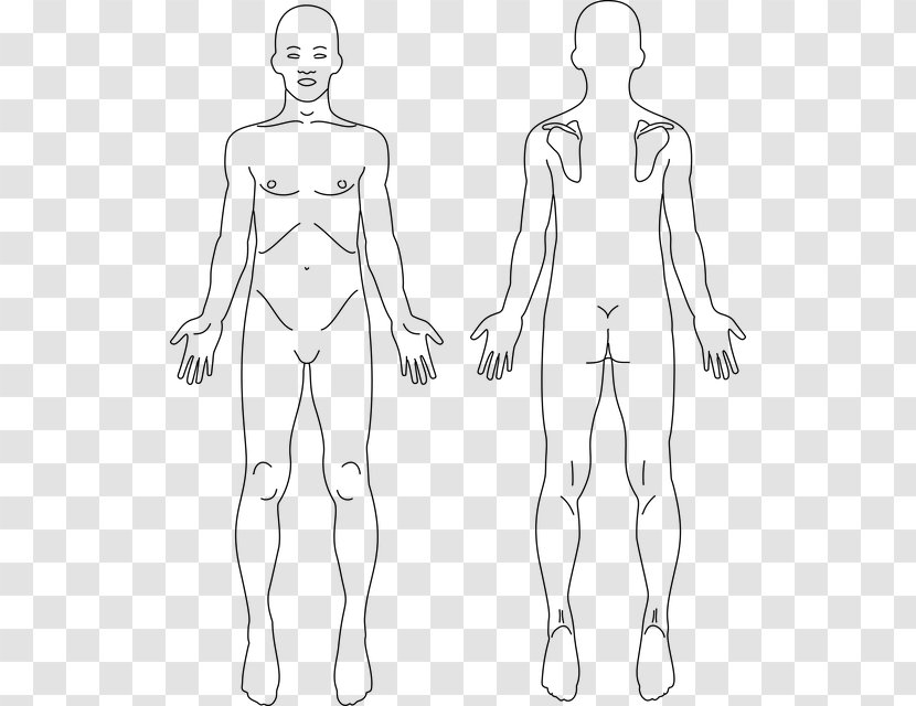 Anatomy Human Body Back Skeleton Clip Art - Cartoon - Heart Transparent PNG