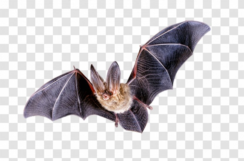 Bat Flight Clip Art - Wing Transparent PNG