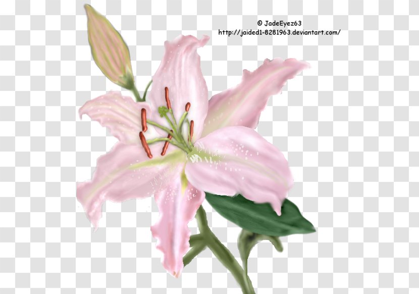 Cut Flowers Pink M Plant Stem Petal - Flower - Oriental Transparent PNG