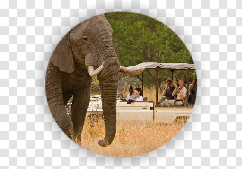 Cuando River Victoria Falls South Africa Safari Chobe National Park - Elephant Transparent PNG