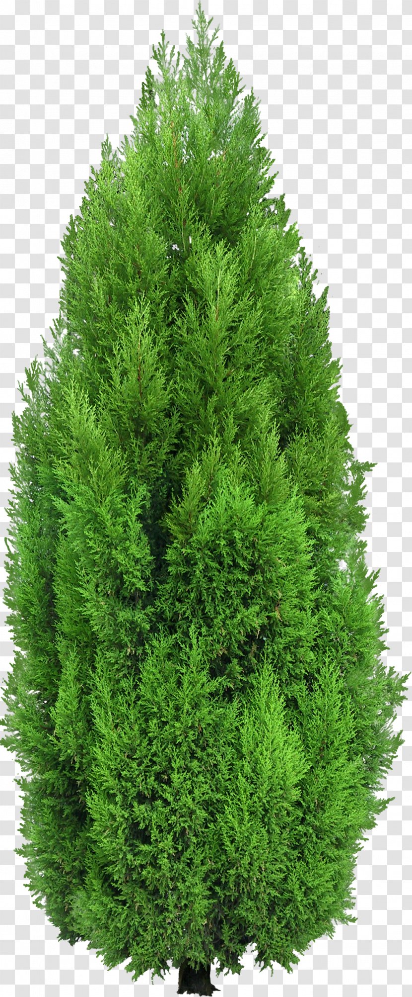 Mediterranean Cypress Tree Clip Art Bald - Red Pine Transparent PNG