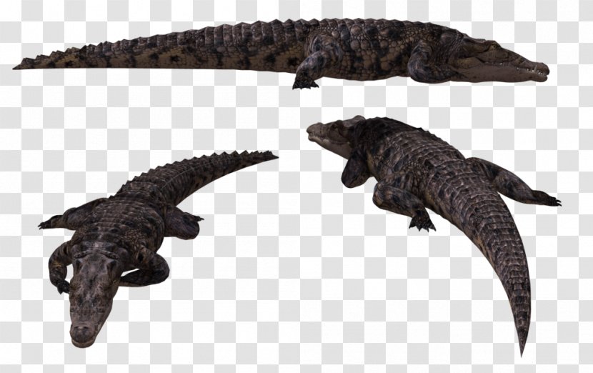 Alligator Crocodiles Animal - Wildlife Transparent PNG