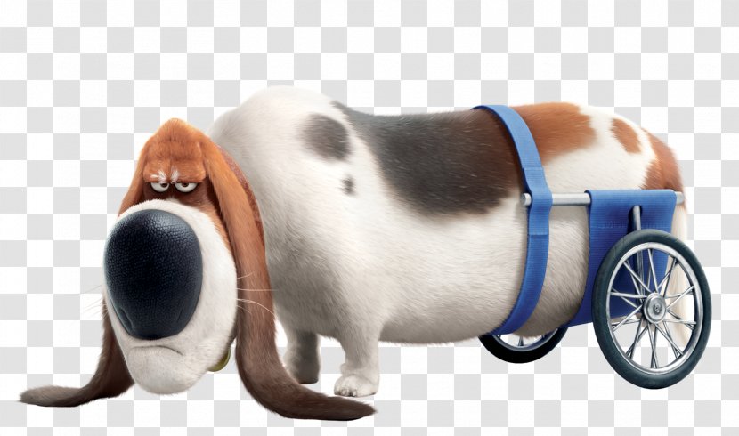 Basset Hound Gidget Universal Pictures Pet Illumination Entertainment - Dog - Pets Transparent PNG