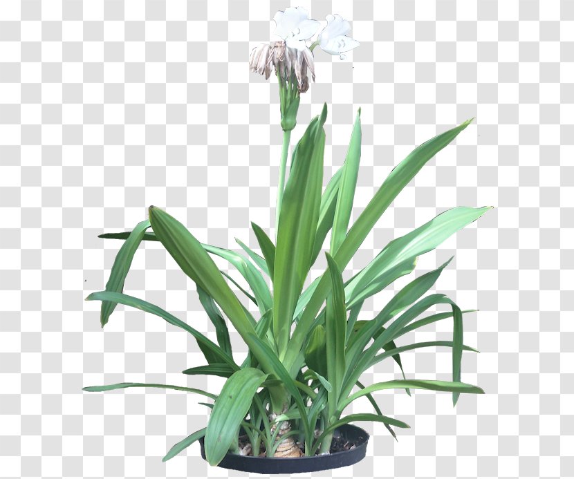 Hymenocallis Littoralis Flowering Plant Tropics - Flowerpot - Tropical Transparent PNG