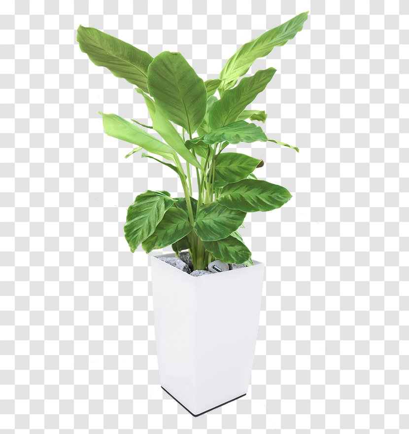 Energy Photosynthesis Plant Electricity Bioo - Herb - Arkyne TechnologiesPot Transparent PNG