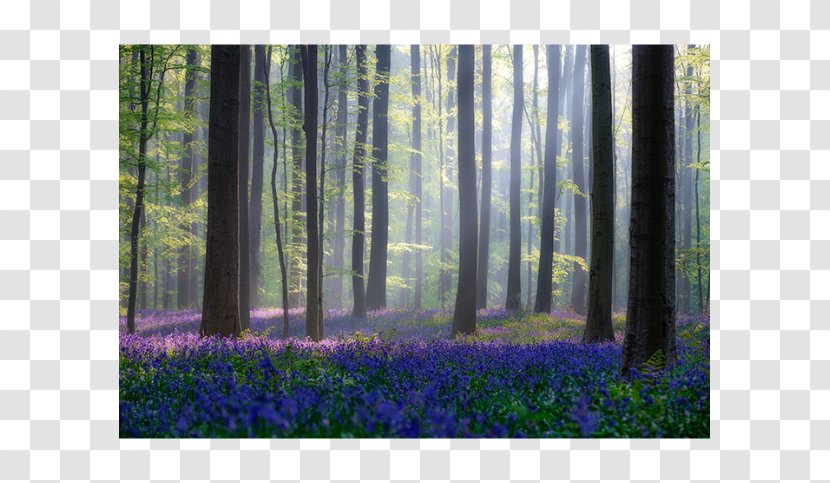 Hallerbos Forest Common Bluebell Canvas Print Art - Northern Hardwood Concept - Window Blinds Transparent PNG