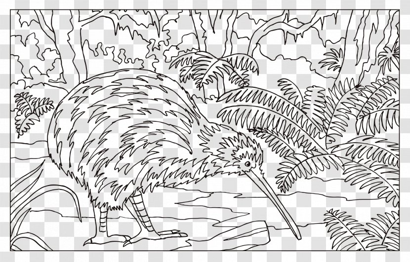 Flightless Bird Drawing Coloring Book - Vertebrate - Kiwi Transparent PNG