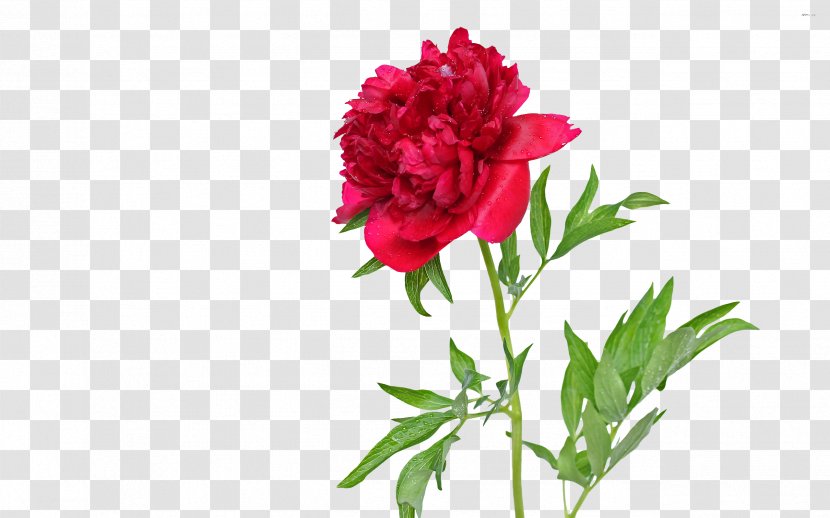 Garden Roses Farrow & Ball Peony BP 2303 Wallpaper Desktop - Plant - Blossoms Transparent PNG