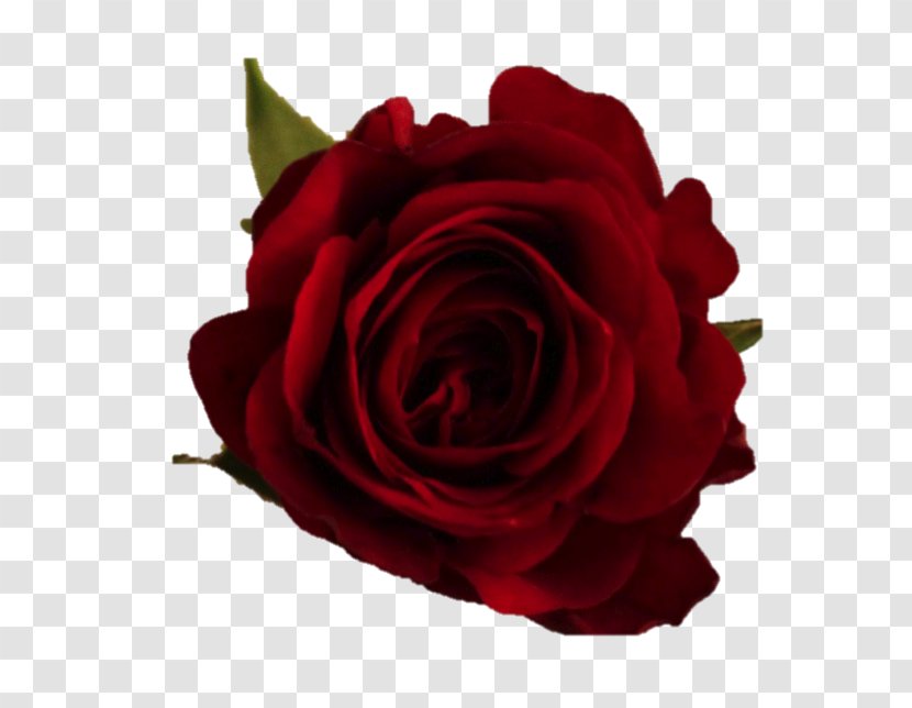 Garden Roses Cabbage Rose Floribunda Cut Flowers - Order - Prima Ballerina Assoluta Transparent PNG