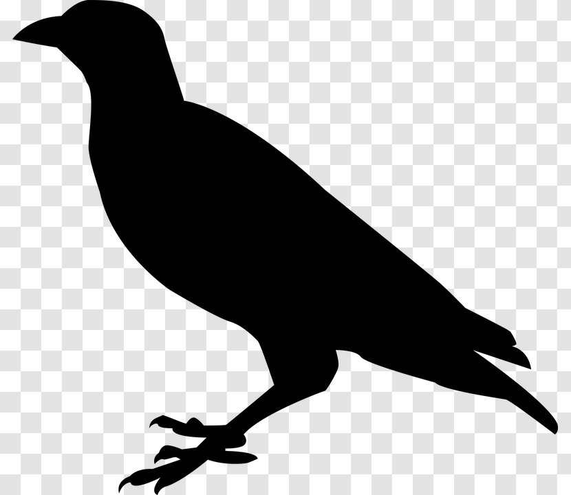 Beak Black And White Fauna Silhouette - Raven Bird Pic Transparent PNG
