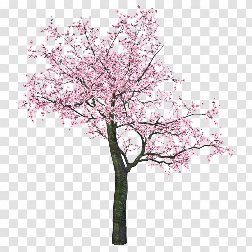 Cherry Blossom Clip Art Tree - Branch Transparent PNG