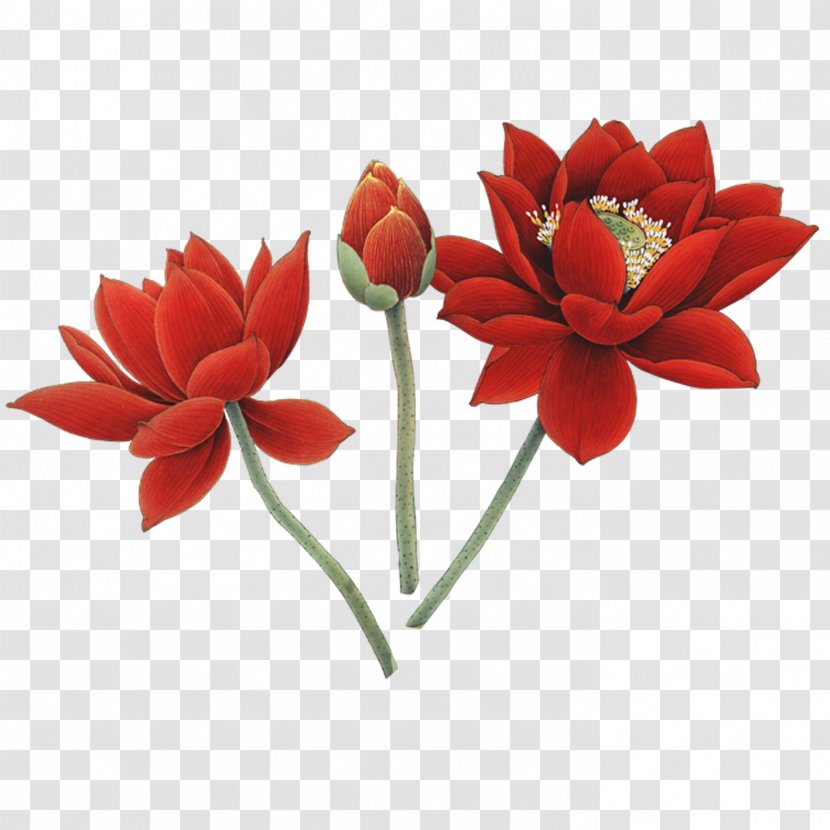 Floral Design Nelumbo Nucifera Flower - Red Lotus Transparent PNG