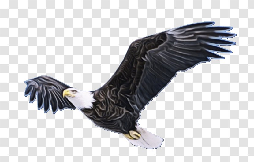Bird Drawing - Wing - Falconiformes Kite Transparent PNG