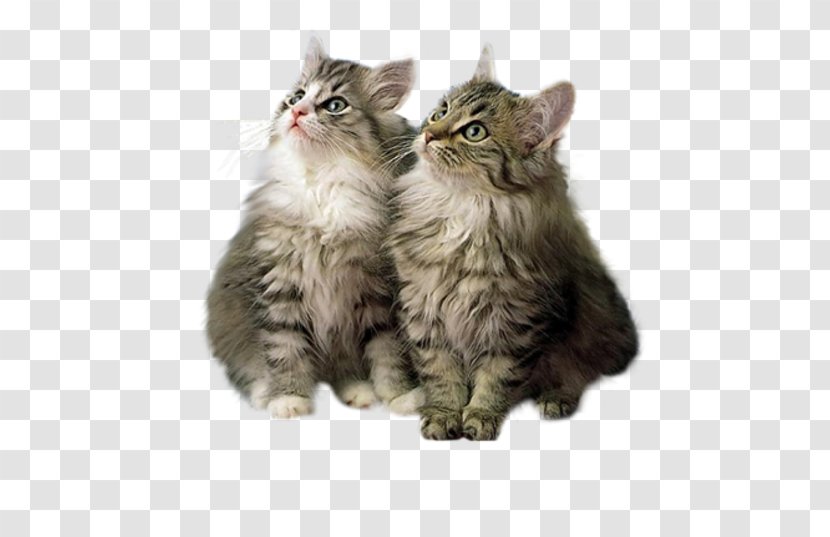 Kitten Maine Coon High-definition Television - Asian Semi Longhair Transparent PNG