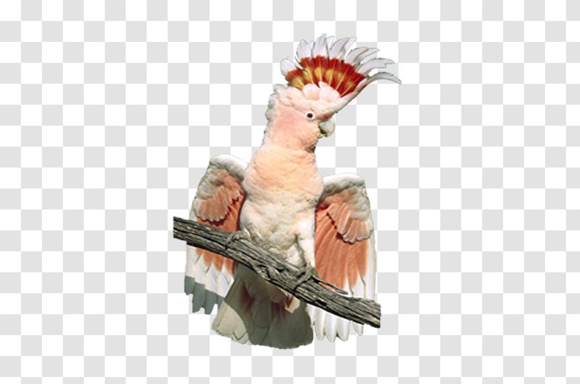 Major Mitchells Cockatoo Bird Crest Cockatiel - Pyrrhuloxia - Parrot Transparent PNG