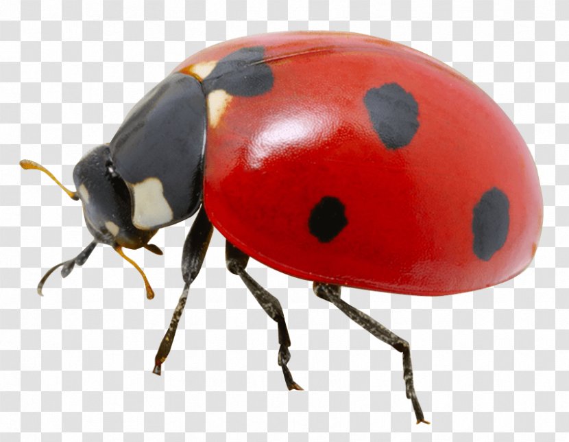 Ladybird Beetle Transparency Clip Art Transparent PNG