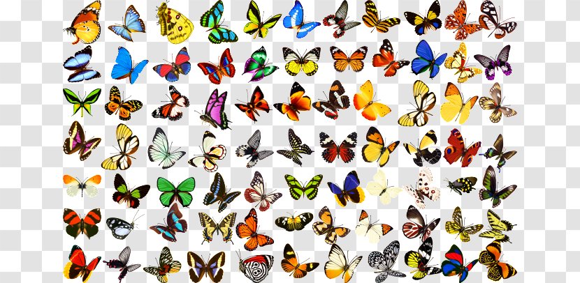 Butterfly Download - Information Transparent PNG