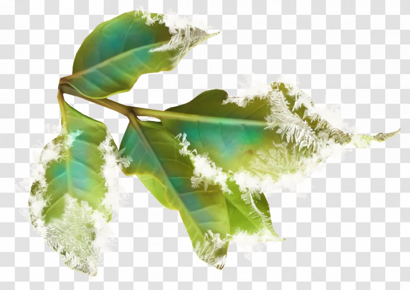Christmas Holly Ilex - Feather Tree Transparent PNG