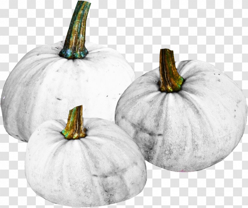 Pumpkin Calabaza Figleaf Gourd Winter Squash - White Material Free To Pull Transparent PNG