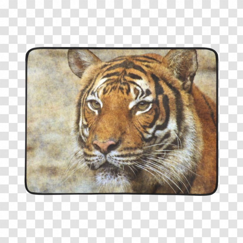 Tiger Whiskers Cat Snout Terrestrial Animal Transparent PNG