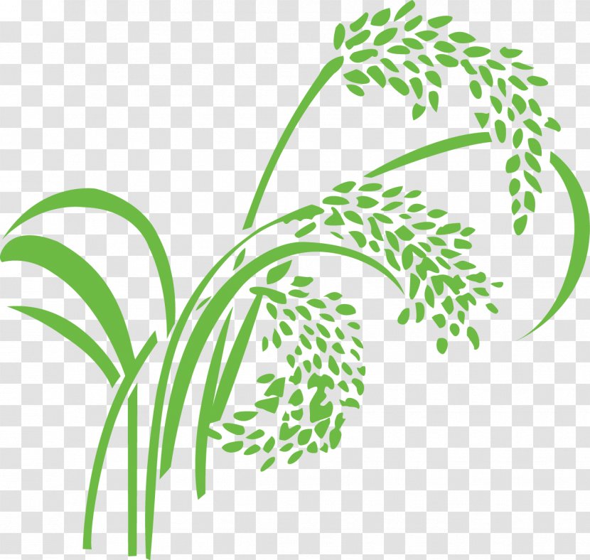 Rice Wheat Caryopsis - Oryza Sativa - Paddy,Rice,Rice,Rice,Hedao Transparent PNG