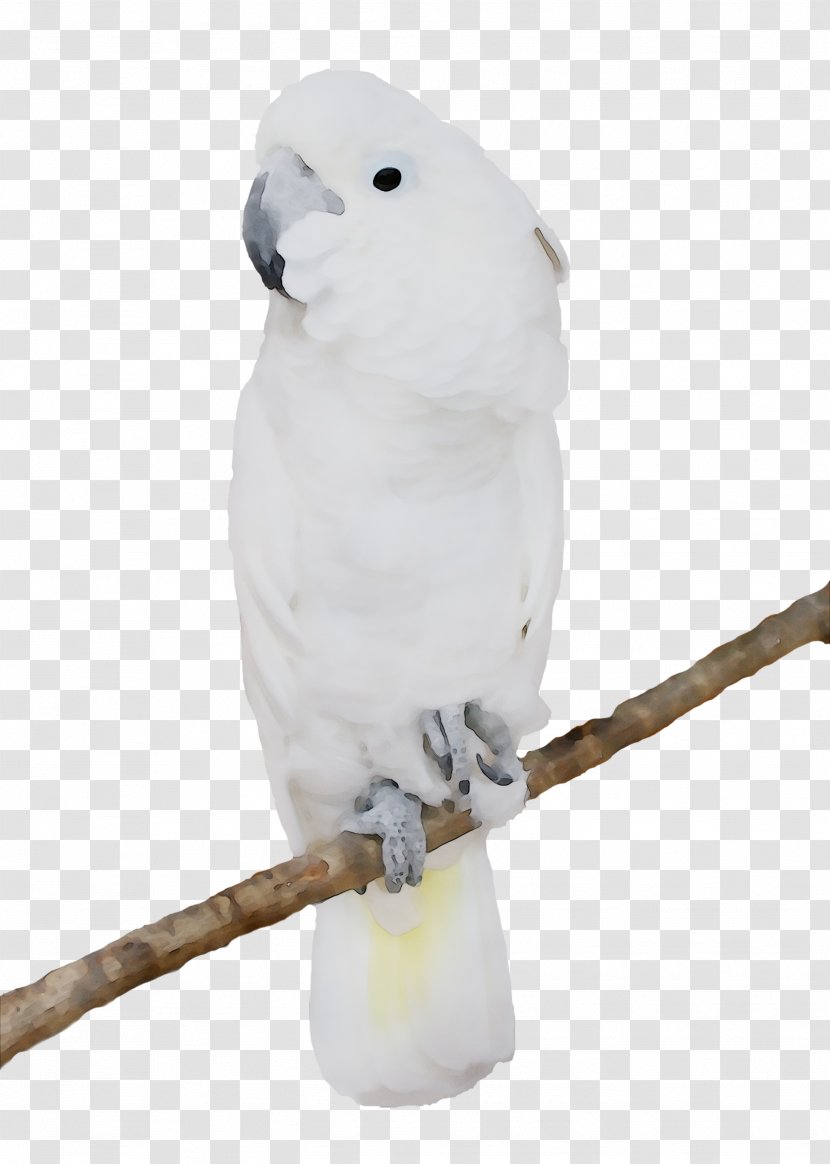 Sulphur-crested Cockatoo Bird Budgerigar GIF Image - Beak - Parakeet Transparent PNG