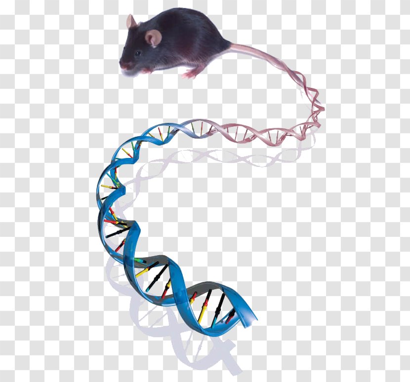 Mouse Genetics Genome Biology - Muroidea Transparent PNG