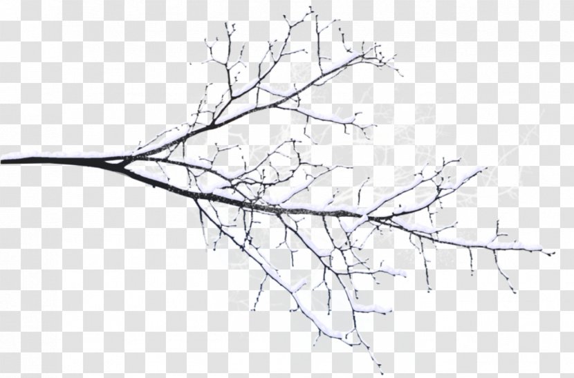 Branch Tree Twig Snow - Woody Plant - Branches Transparent PNG