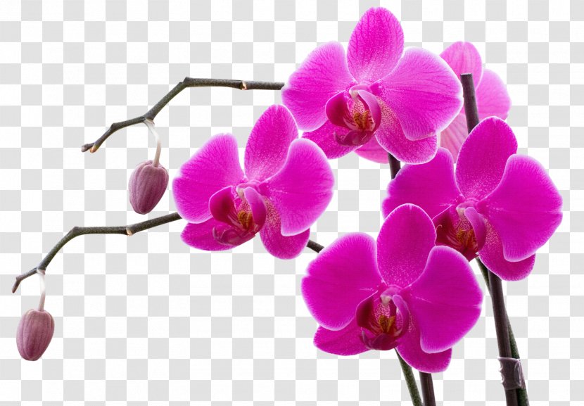 Orchids Flower Color Clip Art - Moth - Purple Orchid Spring Box Transparent PNG