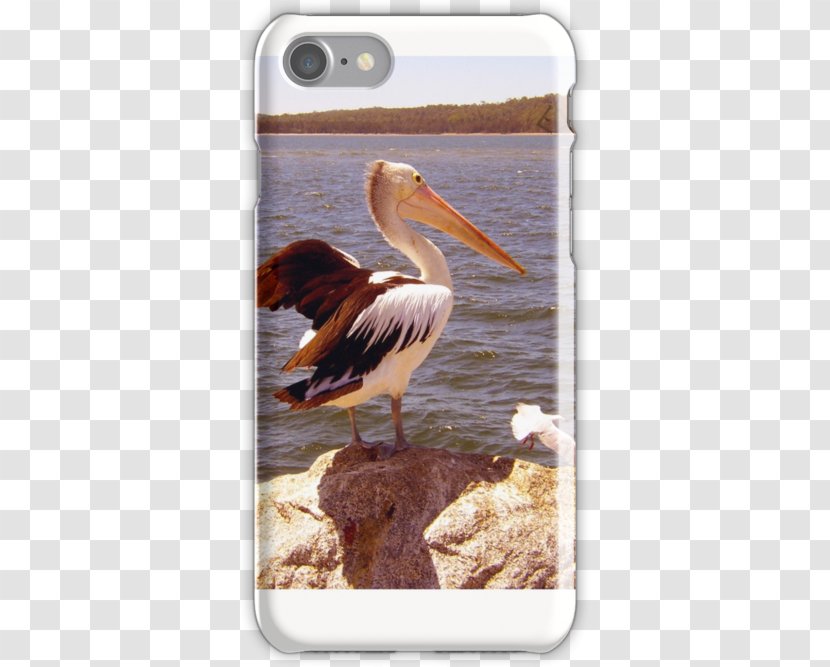 Pelican Products Fauna Beak - Seabird - Seagul Transparent PNG