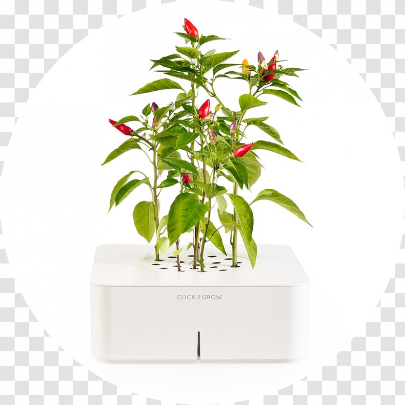 Chili Con Carne Pepper Click & Grow Herb Cayenne - Houseplant - Peper Transparent PNG