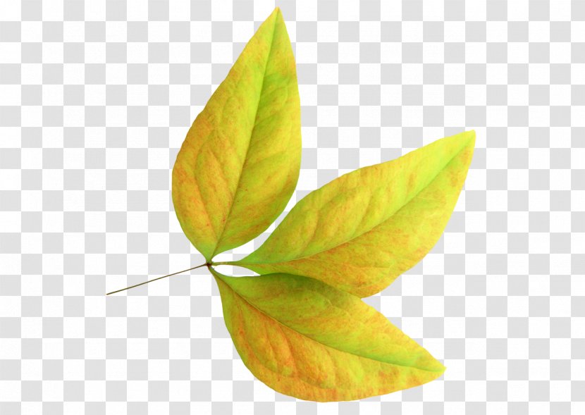 Leaf - Poster Transparent PNG