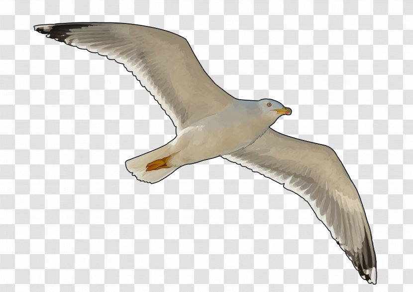 European Herring Gull Gulls Education Bird Technology - Science Transparent PNG
